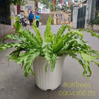 Combo 10 chậu trồng cây nhựa trắng size 23 (M26xC23xD17)
