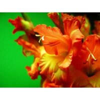 Combo 10 củ giống hoa lay ơn mix
