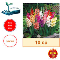 Combo 10 củ giống hoa lay ơn mix ( Hoa nở đều đẹp, Hương thơm - Dễ trồng, Lâu tàn )