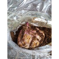 Combo 10 Củ Giống Hoa Ly Kép Đỏ Nhập Khẩu Hà Lan.