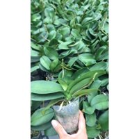 COMBO 10 củ hoa ly 5 chậu lan denro 5 lan hồ điệp hoa đại 5 lan hồ điệp hoa trung