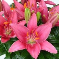 Combo 10 Củ hoa Ly lùn trồng tết, củ đã có mầm