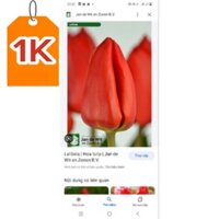 combo 10 củ hoa Tulip đủ màu