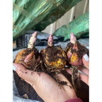 COMBO 10 CỦ LY CAO CÁNH KÉP MIX MÀU ( 5-7 tai ,hoa tết 2025 )