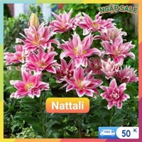 Combo 10 Củ Ly Thân cao Hoa Đủ Màu (Củ Ly Giống)