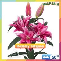 Combo 10 Củ Ly Thân cao Hoa Kép Màu Hồng đậm (Củ Ly Giống)