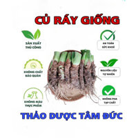 combo 10 củ ráy voi giống trồng cảnh