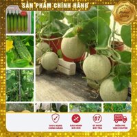 COMBO 10 loại dưa trồng sân vườn hộp xốp siêu quả