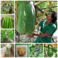 COMBO 10 loại dưa trồng sân vườn hộp xốp siêu quả (Kèm kích thích hạt nảy mầm)