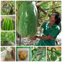 COMBO 10 loại dưa trồng sân vườn hộp xốp siêu quả
