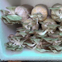 COMBO 10 PHÔI GIỐNG NẤM BÀO NGƯ XÁM SẠCH-GIÀU DINH DƯỠNG