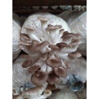 Combo 10 phôi nấm bào ngư xám