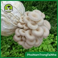 Combo 10 Phôi Nấm Bào Ngư Xám Thái (Sò Thái) Trồng Tại Nhà