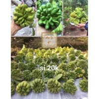 combo 10 quả Phật Thủ