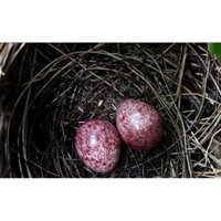 combo 10 quả trứng giả chim chào mào chất liệu nhựa cao cấp tặng  kèm thêm tổ chim inox 304