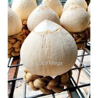 COMBO 10 trái Dừa xiêm xanh gọt trọc CÔCMEGA size 600gr đến 700g siêu ngọt nước - GIAO HỎA TỐC TPHCM