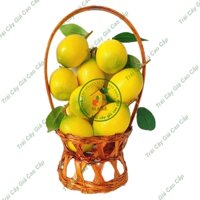 Combo 10 Trái Giả Trái Chanh (5X7 cm) mô hình Việt Nam công nghệ Thái Lan GIỐNG THẬT 99%- Dùng trang trí