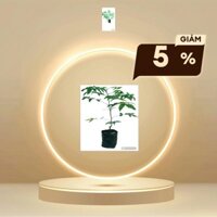 combo 100 cây sầu đâu. Dễ trồng. Cây ăn lá