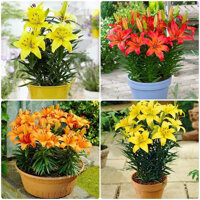 COMBO 100 CỦ GIỐNG HOA LY LÙN