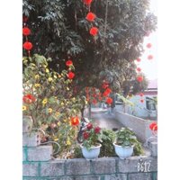 combo 100 đèn lồng trang trí