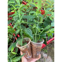 Combo 10cây xương khỉ (bìm bịp, mảnh cộng)