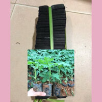 COMBO- 10KG TÚI BẦU ƯƠM CÂY GIỐNG (8 x 11cm)