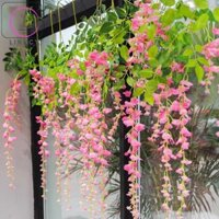 Combo 12 dây hoa fuji trang trí nhà hàng, quán cà phê, khách sạn, tiệc cưới