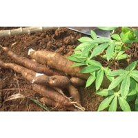 COMBO 12 KG CỦ khoai mì ruột Trắng dẻo Thái Lan [