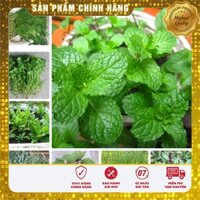 COMBO 12 LOẠI HẠT GIỐNG RAU GIA VỊ THƠM VỤ ĐÔNG