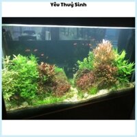 combo 12 phần cây cắt cắm và 5 nhánh Lan nước