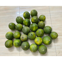 Combo 12 trái bưởi đừơng cam mỗi trái từ 900gr trở lên