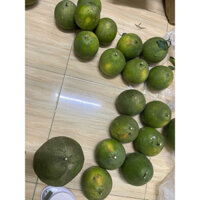 Combo 15 trái Bưởi đường cam trái từ 700gr~900gr bưởi Tân Huệ, bao ăn từng trái