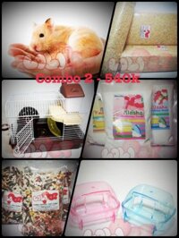 COMBO 2 – 01 hamster bear + lồng 2 tầng full phụ kiện + đồ dùng