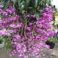 COMBO 2 BÓ HOA LAN HOÀNG THẢO ĐÙI GÀ GIỐNG, HOA TUYỆT ĐẸP, HOA NỞ TẾT
