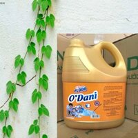 COMBO 2 can lau sàn cực lớn O'DANI  7200ML