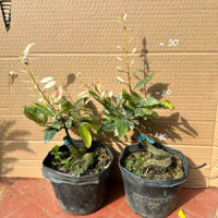 (combo 2 cây) cây hồng tuyết mai (bạch mai đọt hồng), hoa từ 12 cánh, bấm đọt sẽ ra đọt màu hồng