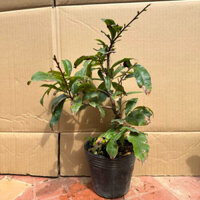 (Combo 2 cây) Cây mai giao siêu nụ - hoa từ 8-12 cánh