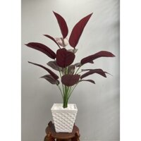 Combo 2 cây chuối đỏ (cây đuôi công đỏ) 80cm, 2 cây dừa 83cm, 2 cây kim ngân lượng A - 18 trái (chưa bao gồm chậu)