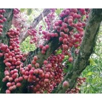 Combo 2 cây dâu da đất