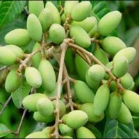 COMBO 2 CÂY GIỐNG CÂY TRÁM XANH