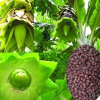 combo 2 Cây giống  Chuối cô đơn, (phuongboutiquebk)