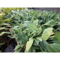 COMBO 2 CÂY GIỐNG CHUỐI HỘT RỪNG.