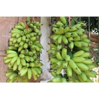 COMBO 2 CÂY GIỐNG CHUỐI NGỰ [ TÊN GỌI KHÁC: CHUỐI TIẾN VUA - CHUỐI SÁP,CHUỐIHAY DÙNG ĐỂ LUỘC ĂN RẤTNGON,GIÀU DINH DƯỠNG