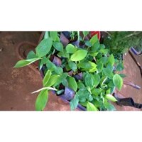 COMBO 2 CÂY GIỐNG CHUỐI SÁP  dành cho Vua Chúa. [ GIỐNG CHUỐI CẤY MÔ ]. [ Hay còn gọi là Chuối Ngự ]