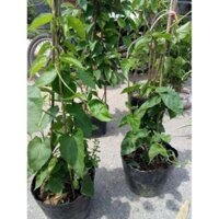 COMBO 2 CÂY GIỐNG HOA. THIÊN LÝ