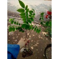 Combo 2 Cây giống khế chua chuẩn F1
