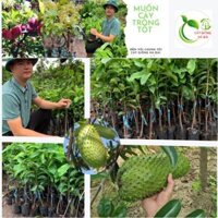 COMBO 2 CÂY GIỐNG MÃNG CẦU XIÊM TRÁI ĐỘC LẠ VÀ BỔ DƯỠNG