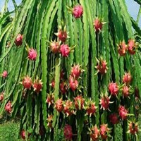 Combo 2 Cây giống thanh long ruột đỏ chuẩn năng suất cao