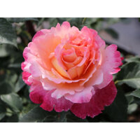 (combo 2 cây) Hoa hồng leo tự chọn - hoa đẹp