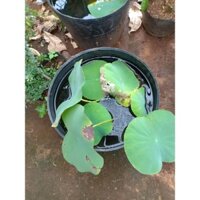 combo 2 cây hoa sen thái mini 160k